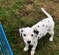 Mooie Dalmatische puppy's te koopUpdate, - 0 - Thumbnail