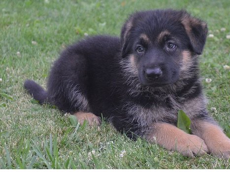 Duitse Shepard Pups Moet je gezien hebben - 0