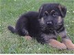 Duitse Shepard Pups Moet je gezien hebben - 0 - Thumbnail