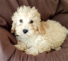 Schattige F1 Cavapoos.