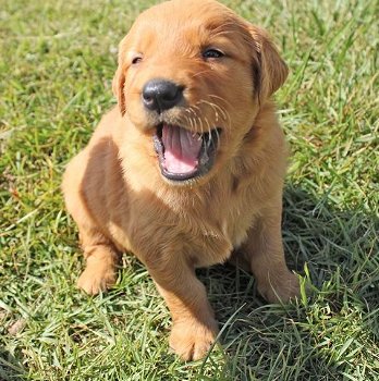 Chunky Quality Golden Retriever Pups. - 0