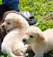 Dikke Labrador-puppy's. - 0 - Thumbnail