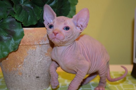 Mooie Sphynx Kittens. - 0