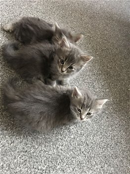 Maine Coon-kittens ,. - 0