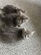 Maine Coon-kittens ,. - 0 - Thumbnail