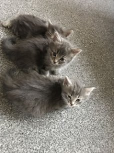 Maine Coon-kittens ,.