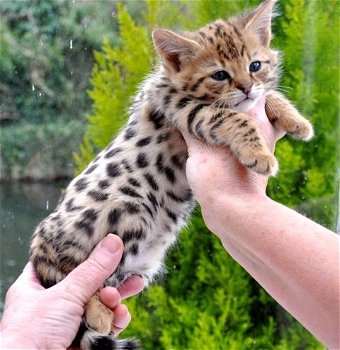 Savannah Kittens. - 0