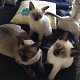 Prachtige Siamese kittens ,. - 0 - Thumbnail