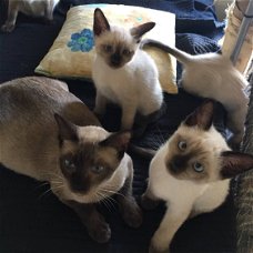 Prachtige Siamese kittens ,.