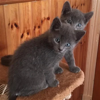 Volledige stamboom Russian Blue Kittens ,. - 0