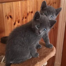 Volledige stamboom Russian Blue Kittens ,.