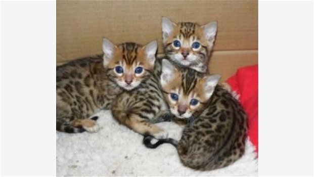 schattige Bengaalse kittens voor adoptie - 0