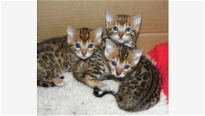 schattige Bengaalse kittens voor adoptie