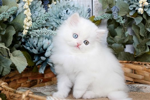 mannelijke en vrouwelijke Perzische kittens voor adoptie - 0