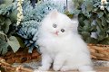 mannelijke en vrouwelijke Perzische kittens voor adoptie - 0 - Thumbnail