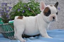 franse bulldog puppies poor adoptie