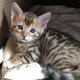 mooie Bengaalse kittens voor adoptie - 0 - Thumbnail