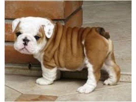 Engels bulldog pups voor adoptie - 0