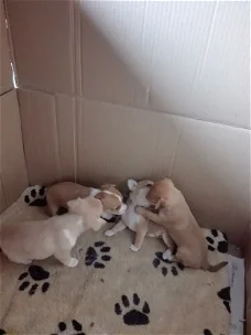 Kruising pups 