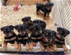 rottwelier pups - 0 - Thumbnail