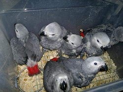 Schattige Afrikaanse grijze papegaaien