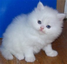 gezonde perzische kittens