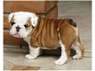 Engels bulldog pups voor adoptie - 0 - Thumbnail