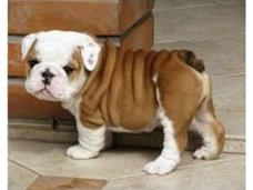 Engels bulldog pups voor adoptie