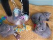 Geweldige Scottish Fold Kittens - 0 - Thumbnail