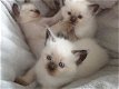 Verbluffende Ragdoll-kittens nu klaar - 0 - Thumbnail