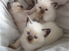 Verbluffende Ragdoll-kittens nu klaar