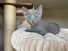 Russische blauwe kittens te koop