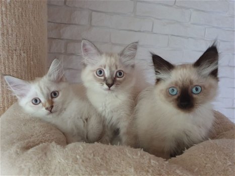 Mooie Siberische kittens te koop - 0