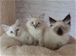 Mooie Siberische kittens te koop - 0 - Thumbnail