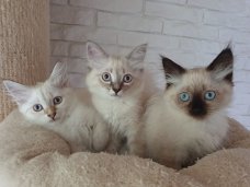 Mooie Siberische kittens te koop