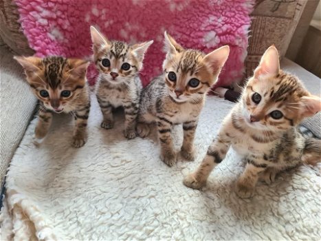 Savannah Kittens te koop - 0