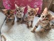 Savannah Kittens te koop - 0 - Thumbnail