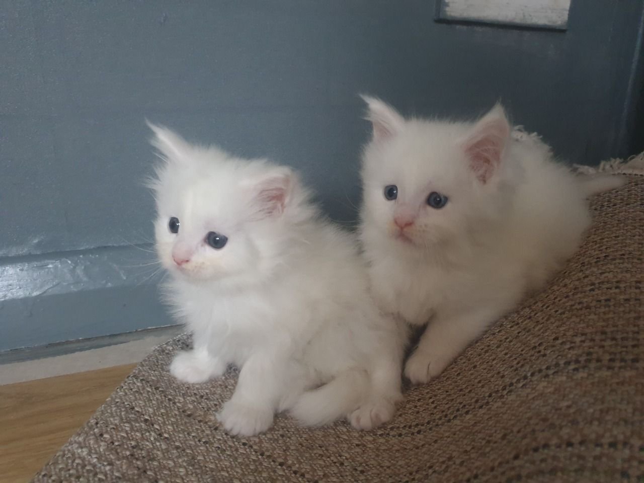 kopen poeder excelleren Maine Coon-kittens te koop