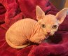 Mooie Sphynx Kittens te koop - 0 - Thumbnail