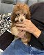 Mooie Toy Poodle pups voor goed thuis - 0 - Thumbnail