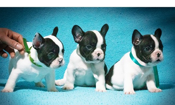 Mooie Franse Bulldog puppy's voor goed huis - 0