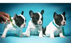 Mooie Franse Bulldog puppy's voor goed huis