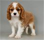 Mooie Cavalier King Charles Spaniel puppy's voor een goed huis - 0 - Thumbnail