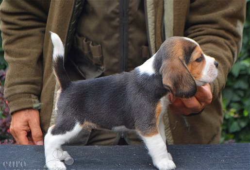 Mooie Beagle pups voor goed thuis - 0