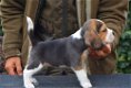 Mooie Beagle pups voor goed thuis - 0 - Thumbnail