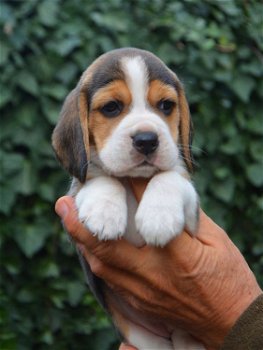 Mooie Beagle pups voor goed thuis - 1