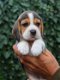 Mooie Beagle pups voor goed thuis - 1 - Thumbnail