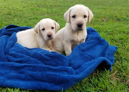 Mooie Labrador Retriever puppy's voor goed huis - 0