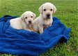 Mooie Labrador Retriever puppy's voor goed huis - 0 - Thumbnail