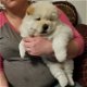 Mooie Chow Chow puppy's voor een goed huis - 0 - Thumbnail